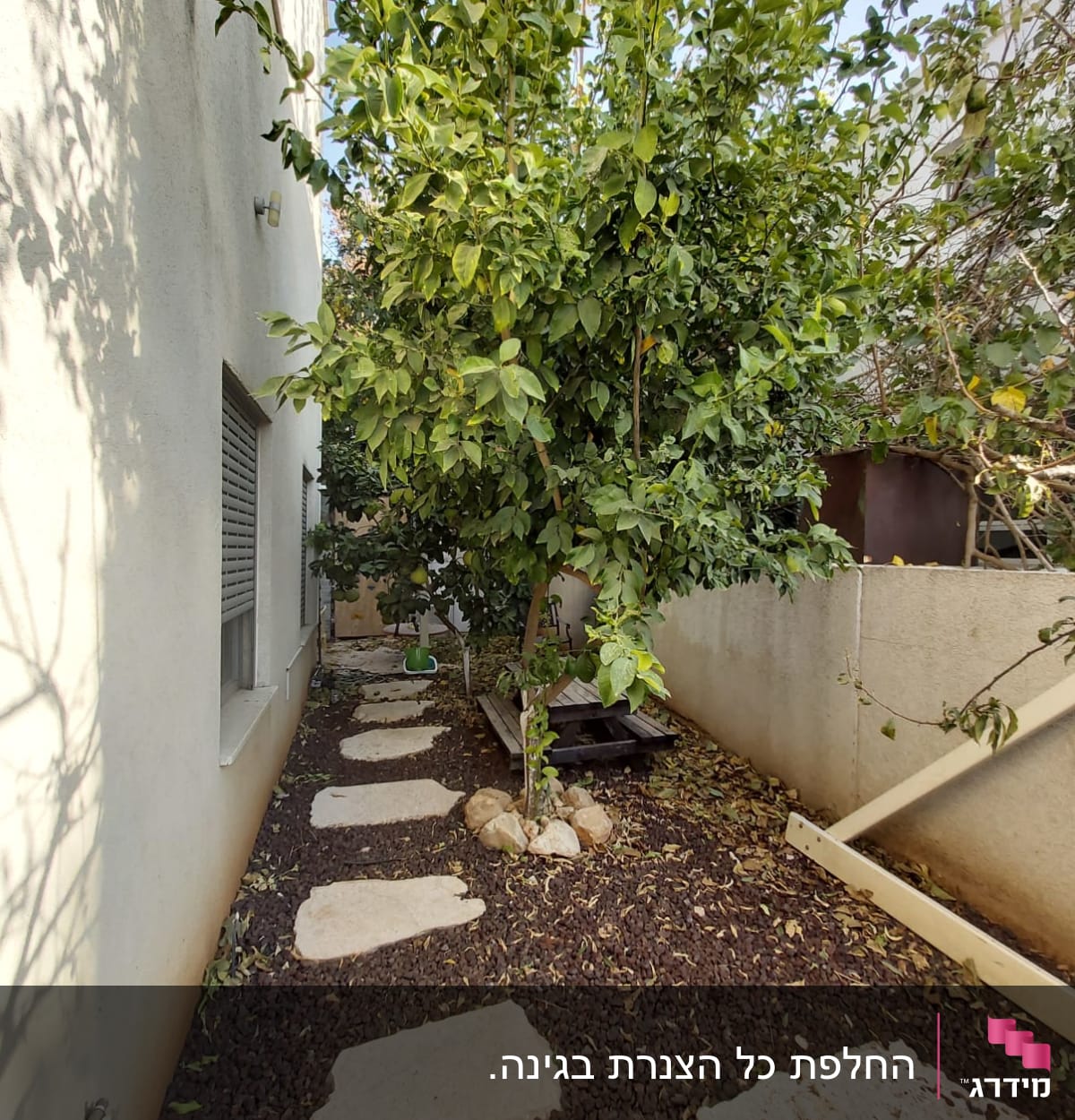 שביל אבנים בגינה עם עץ ירוק